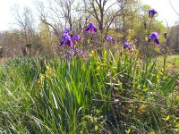 Iris blooming at an old homesite in Christian County, Kentucky