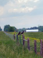 Turkey buzzards, Christian County, Kentucky