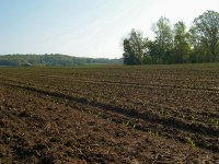 Field of Newborn Corn