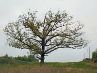 Old oak east of Hopkinsville, Kentucky