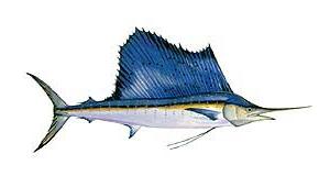 cosmopolitan sailfish