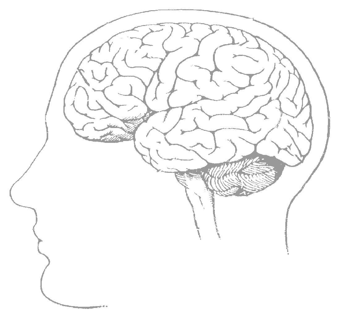 Brain 8 1. Мозг рисунок. Мозг картинка. Восьмой мозг. Головной мозг картинка.