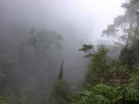 霧中的樹林景色