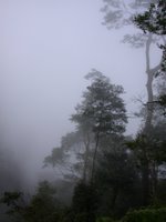 霧中的樹林景色
