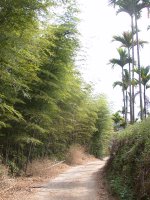 產業道路旁的竹林及檳榔樹