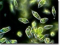 Euglena verde, Reino Protistas