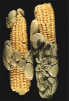 Basidiomicetes parasitado al maíz