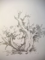travel sketchbook pencil drawing of Cedar Tree in Capitol Reef National Park