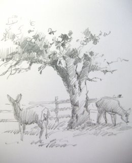 Travel sketchbook pencil drawing of mule deer in the apple orchard at Capitol Reef National Park