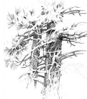 Travel sketchbook drawing of Ponderosa Pine Trees at Zion