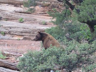 Photo of a black bear in Zion National Park