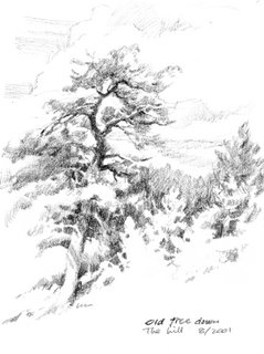 sketchbook drawing of Ponderosa Pines at Zion