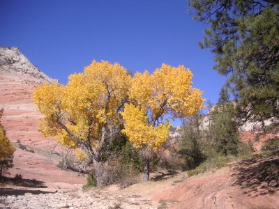 Photo of Fall Cottonwoods in Zion National Park