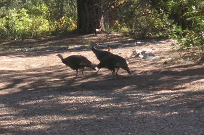 Photo of Wild Turkeys in Zion National Park