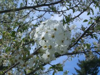 Spring flowers