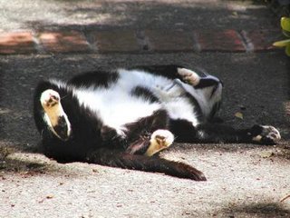 Rocky the Gutter Cat on his back