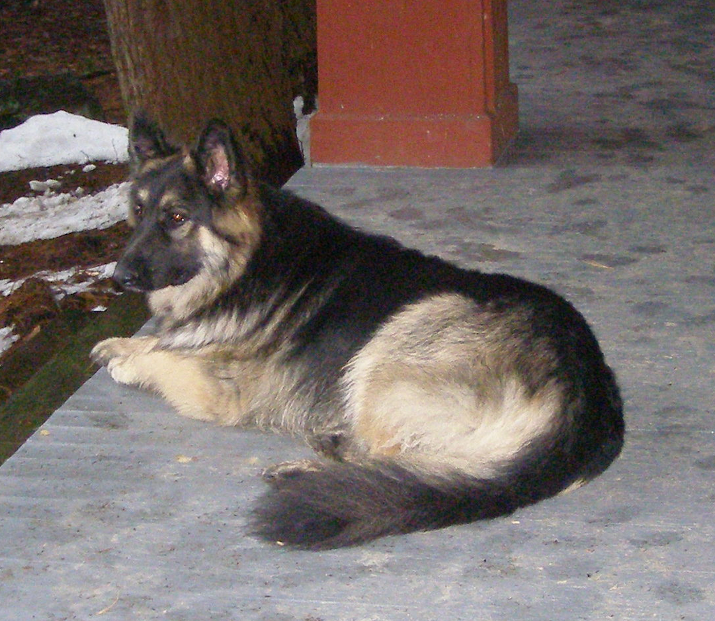 Longcoated German Shepherd Dogs: My Long Coated German Shepherds