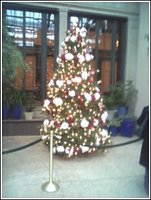 One of 21 Christmas Trees in Conservatory