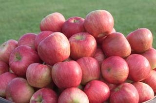 Honeycrisp apples (Photo: University of Minnesota)