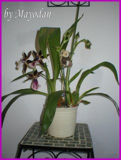 Orchideen und Begleitung