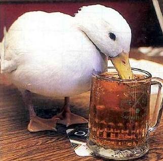 Beer Duck