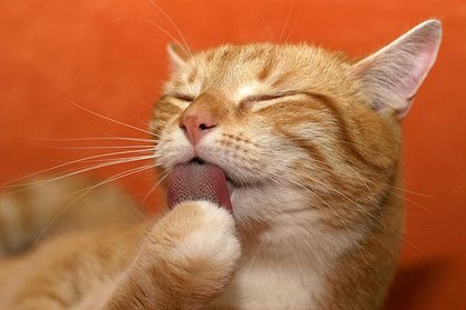 Pussy Cat lick