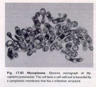 Mycoplasma: The Test