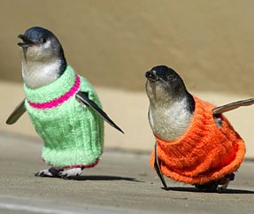 http://photos1.blogger.com/blogger/3460/1092/1600/penguin-sweaters.jpg