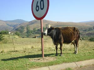 Traffic Officer in Mpumalanga