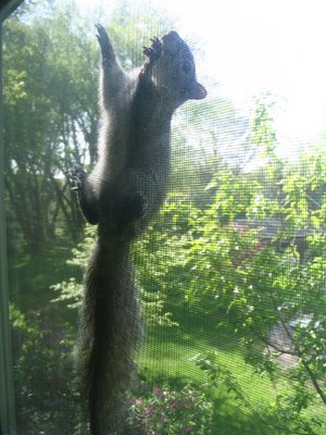 My new squirrel roommate