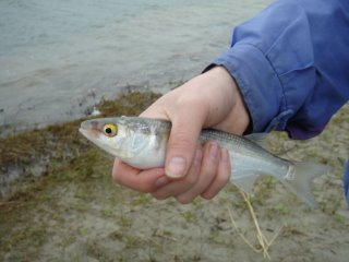tangimoana fishing herring