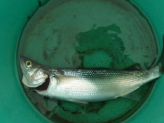 tangimoana fishing herring
