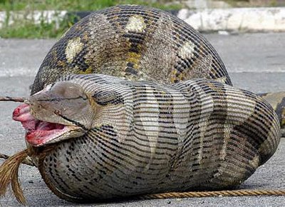 python after eating a pregnant ewe