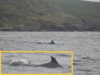 Dolphins off the coast in Cornwall
