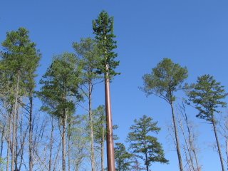 Mobile phone mast disguised as a tree