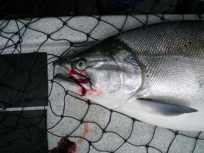 Silver salmon AKA coho