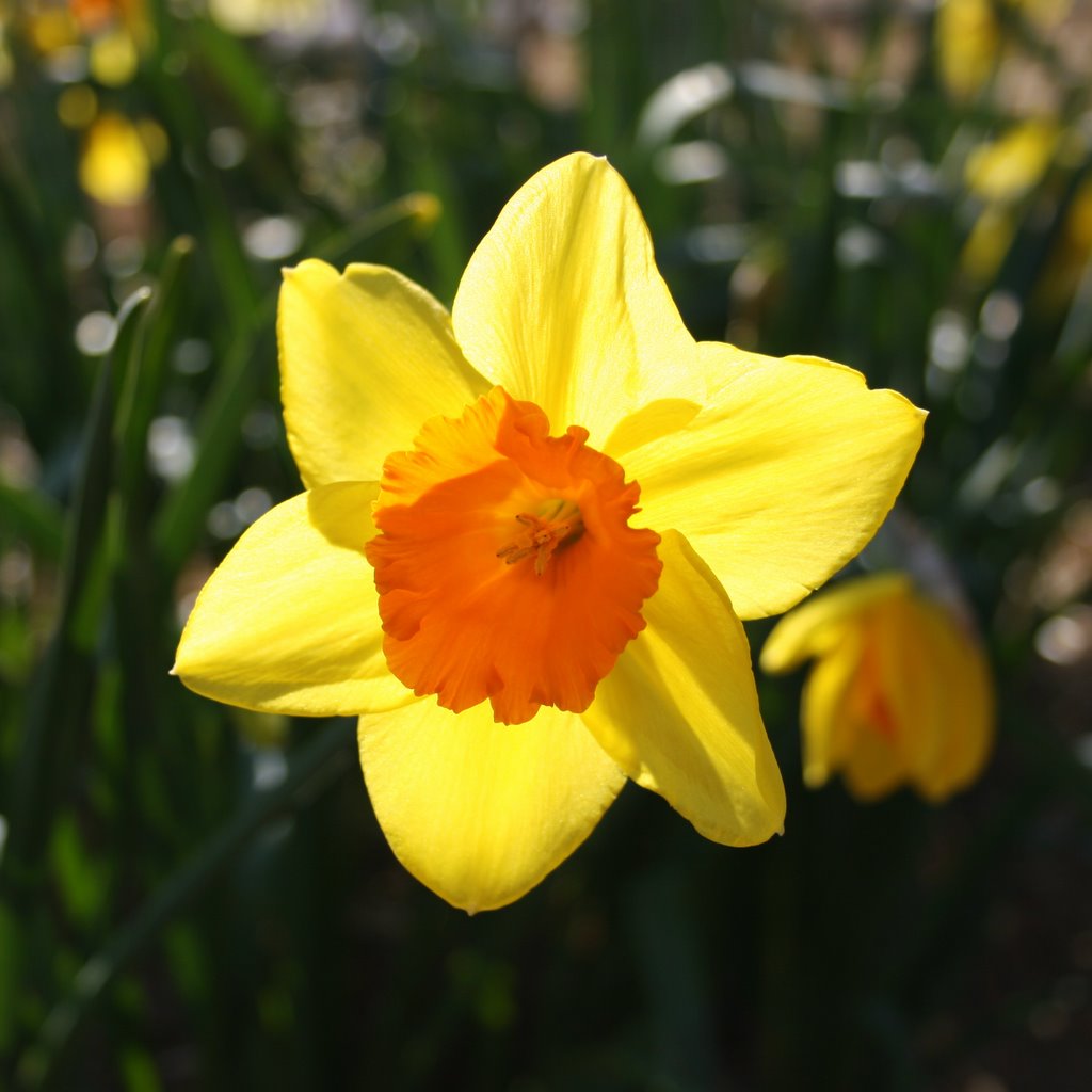 Walking to Win: A host of golden daffodils