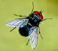 screwworm fly