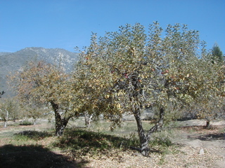 Oak Glen apple trees