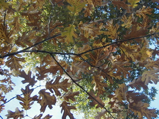 Oak leaves near Oak Glen Schoolhouse