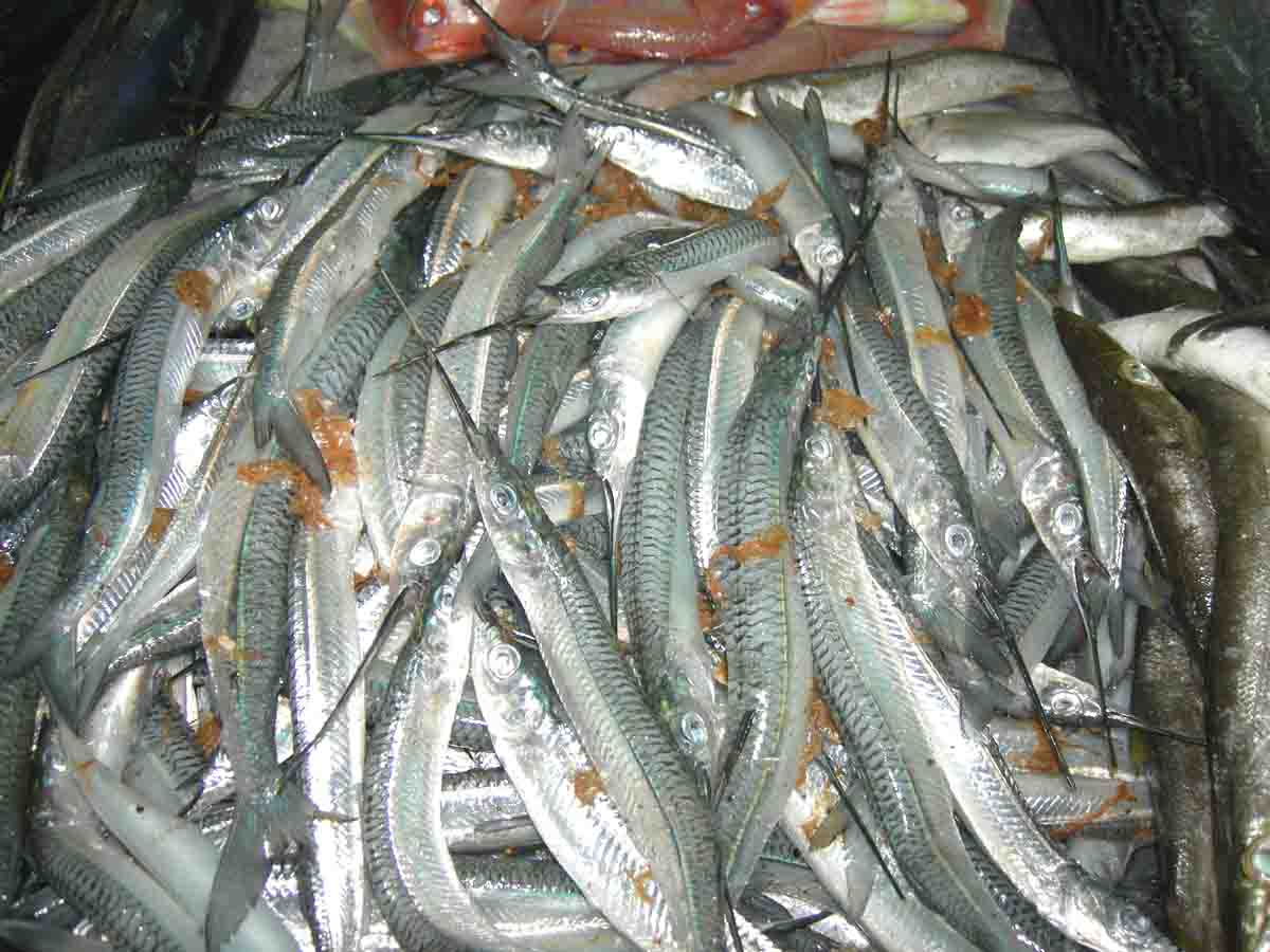 Aneka Ikan  di UAE