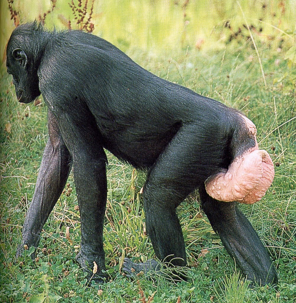photos of nude girl and chimpanzee