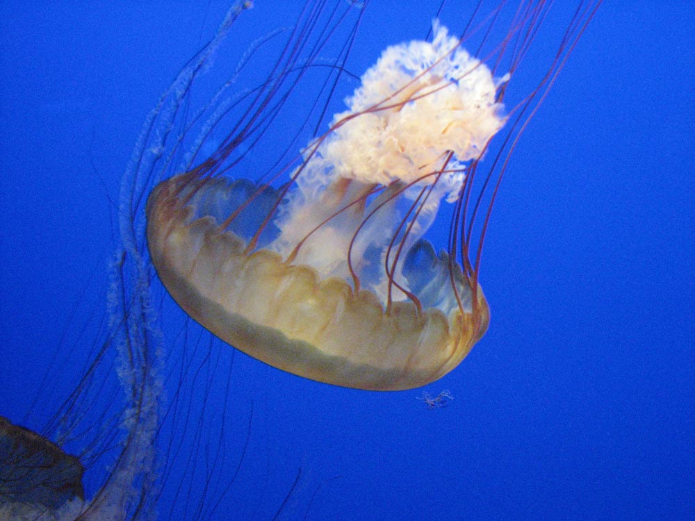 monterey aquarium jellyfish