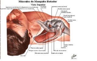 Reabilitação do ombro-fortalecimento do manguito rotador.