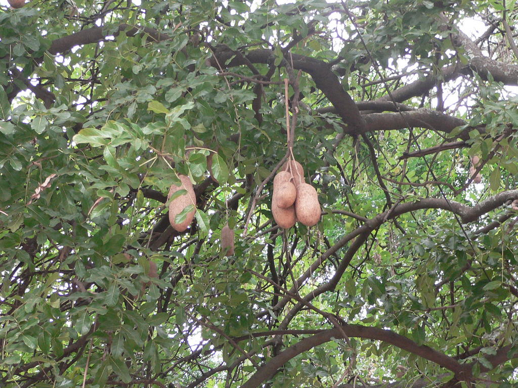 The GIANT Peanut Tree The Long And Winding Road