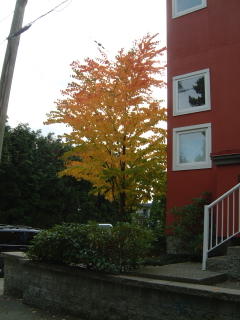 fall leaves 2004