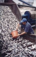 Chimbote fish factory
