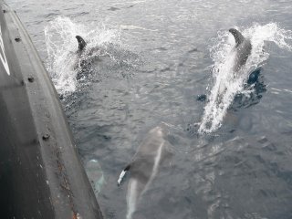 whitby sunset cruise eskbelle dolphins