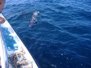 Whitby shark Fishing - Sea Spray Charters