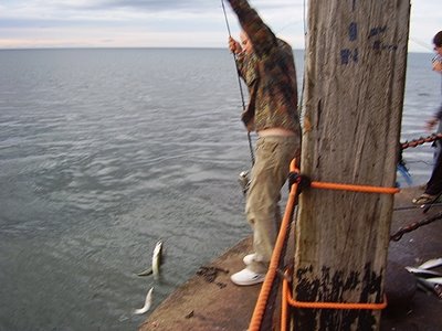 mackerel fishing whitby west pier